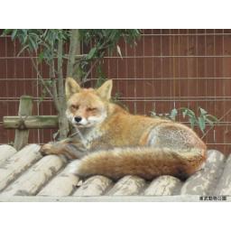 ホンドギツネ