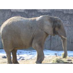 アフリカゾウ(サバンナゾウ)