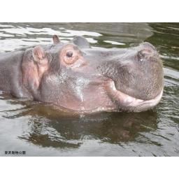 カバ