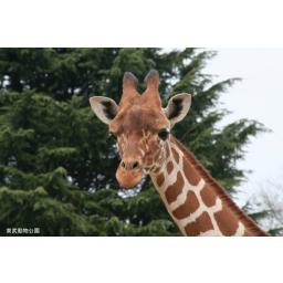 アミメキリン