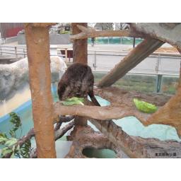 アメリカビーバー