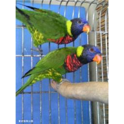 ゴシキセイガイインコ