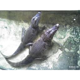 メガネカイマン