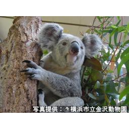 コアラ