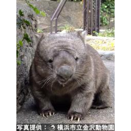 ウォンバット