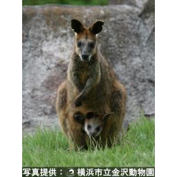 オグロワラビー