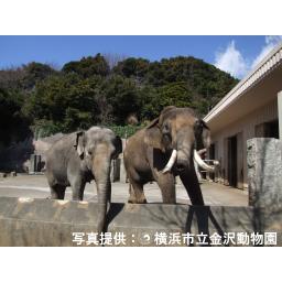 アジアゾウ