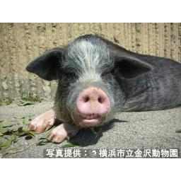 ブタ(家畜)(雑)