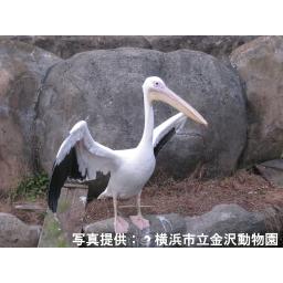 モモイロペリカン