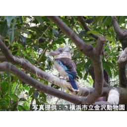 アオバネワライカワセミ