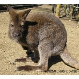 アカクビワラビー
