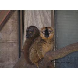 ブラウンキツネザル
