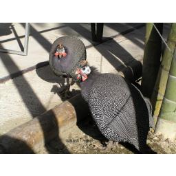 ホロホロチョウ（家禽）