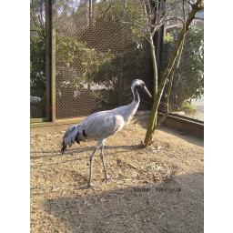 クロヅル