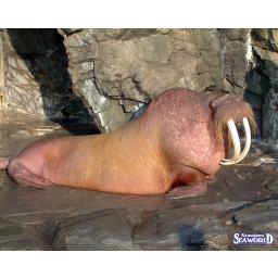 セイウチ