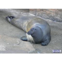 アゴヒゲアザラシ