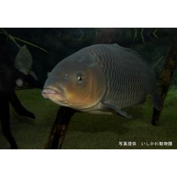 コイ