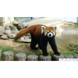 レッサーパンダ
