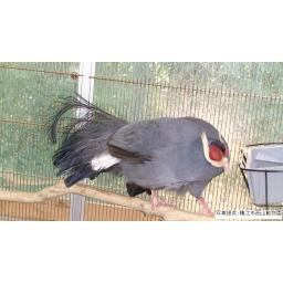 アオミミキジ