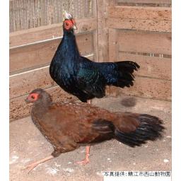 コサンケイ