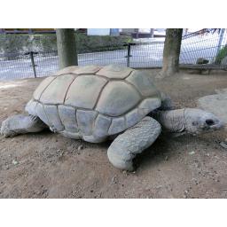 アルダブラゾウガメ