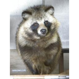 ホンドタヌキ