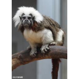 ワタボウシタマリン