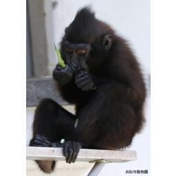 クロザル