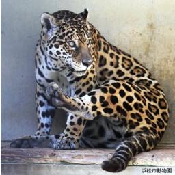 ジャガー