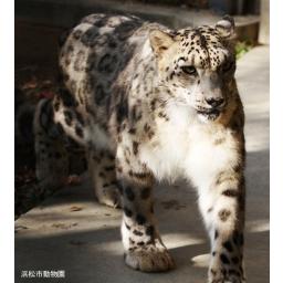 ユキヒョウ