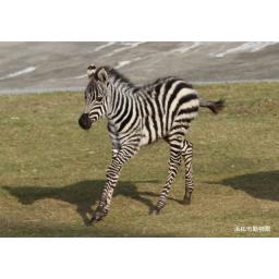 サバンナシマウマ