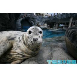 ハイイロアザラシ