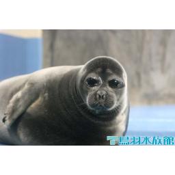 バイカルアザラシ