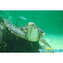 アオウミガメ