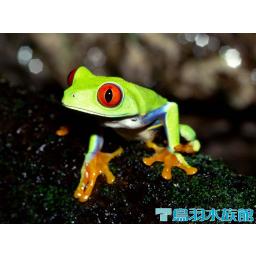 アカメアマガエル
