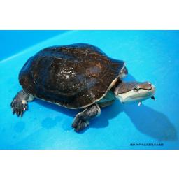 ヒラリーカエルガメ