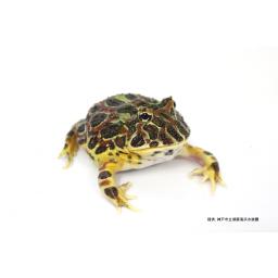 ベルツノガエル