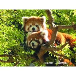 シセンレッサーパンダ
