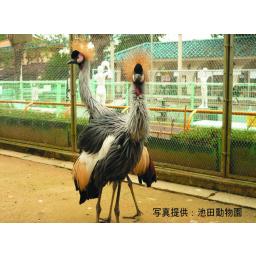カンムリヅル