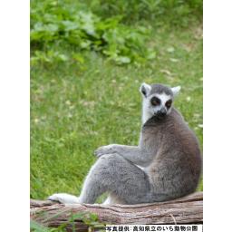 ワオキツネザル