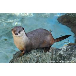 ツメナシカワウソ