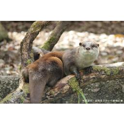 コツメカワウソ
