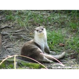 チュウゴクカワウソ