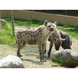 ブチハイエナ
