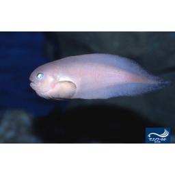 ザラビクニン