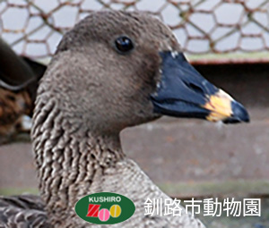 ヒシクイ