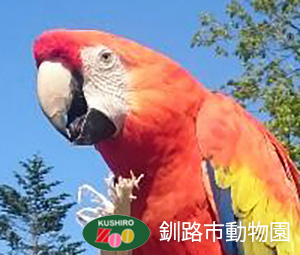 アカコンゴウインコ