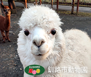 アルパカ（家畜）