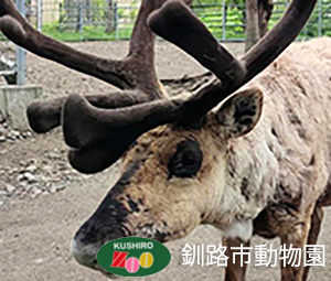 トナカイ(家畜）