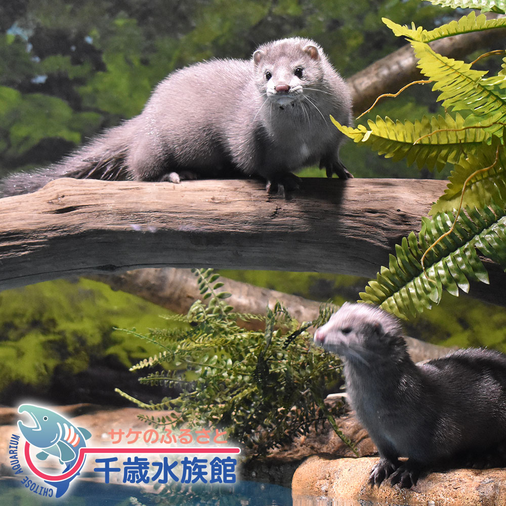 アメリカミンク（家畜）